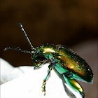 Frog-legged leaf beetle