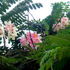 Java Cassia, Pink Shower