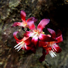 Bilimbi or Tree sorrel Flower