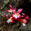 Bilimbi or Tree sorrel Flower