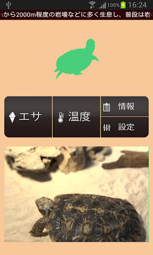 【無料育成】ポケット爬虫類（カメ）～パンケーキ～