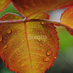 by Milind Lele - Nature Up Close Leaves & Grasses