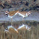 Killdeer