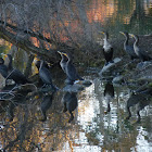 Double Crested Cormoronts