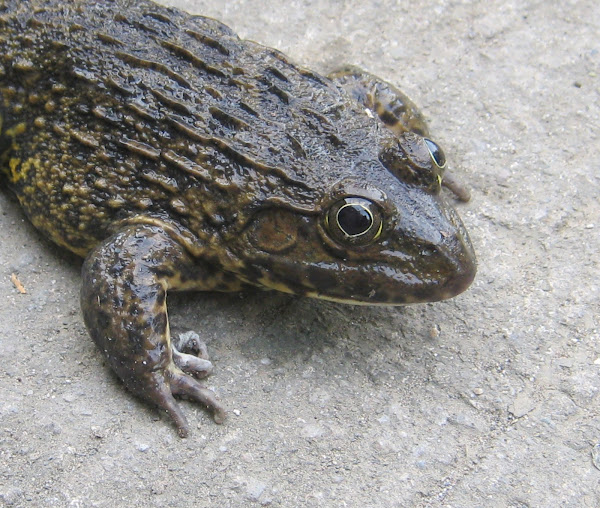 Crabeating Frog Project Noah