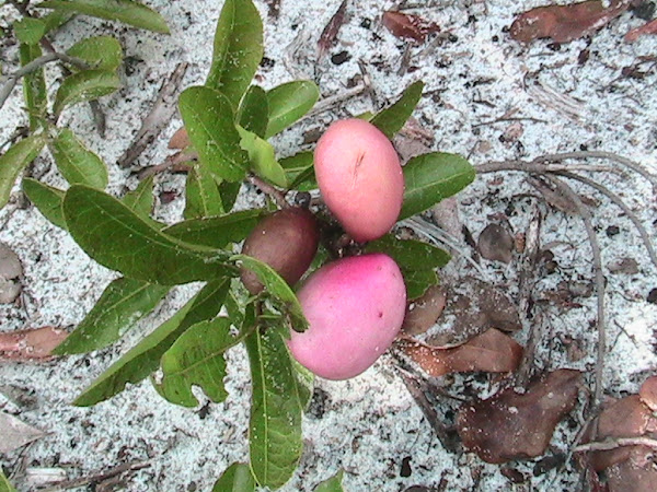Gopher Apple | Project Noah