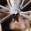 Common Net Casting Spider (female)