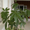 Malabar chestnut