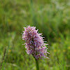 Orchis Italica