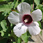 Halberdleaf Hibiscus