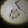 Ocelot [Footprint of]