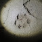 Ocelot [Footprint of]