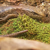 Northern Alligator Lizard