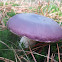 humpback brittlegill / Papilrussula