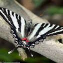 Zebra Swallowtail butterfly
