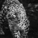 Prowler Mono by Don Alexander Lumsden -  