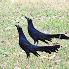 Great-tailed Grackle or Mexican Grackle