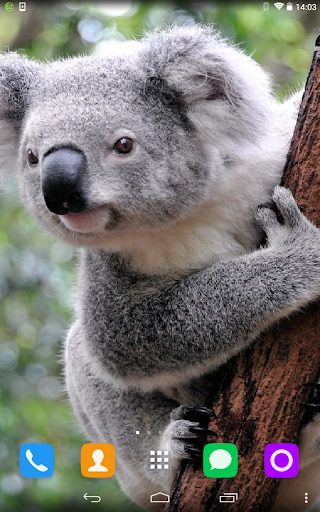 Koala Live Wallpaper