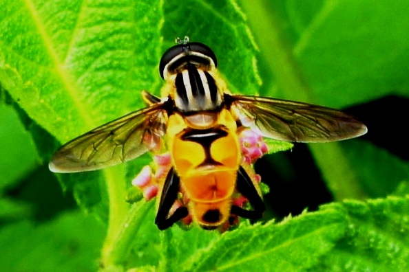 Common Swamp Hoverfly