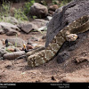 Northern Blacktailed Rattlesnake