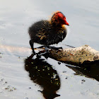 Eurasian Coot baby