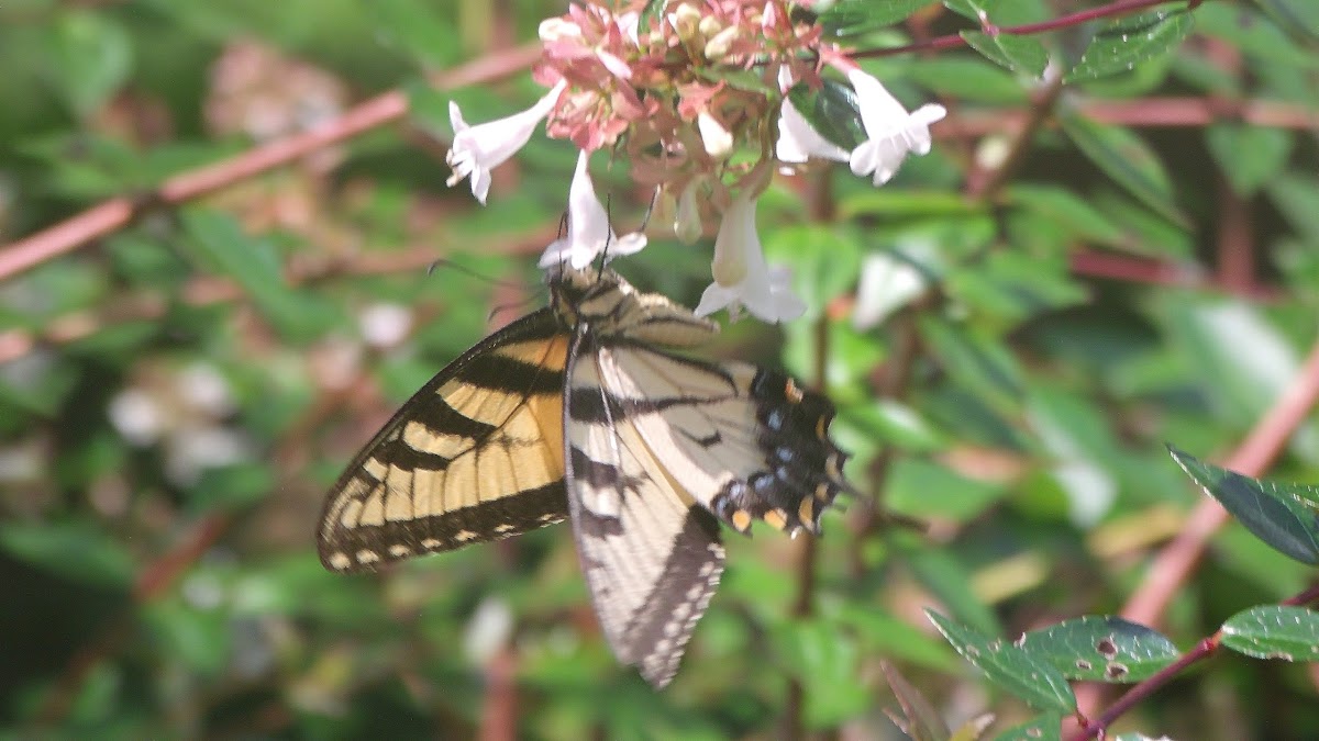 Eastern Tiger Swallowtail