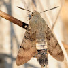 Esfinge colibrí, Hummingbird Hawk-moth