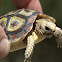 Padloper or Parrot-beaked tortoise