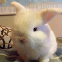 Domestic baby rabbit
