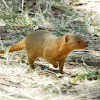 Mongoose - Dwarf Mongoose
