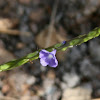 Blue Porterweed