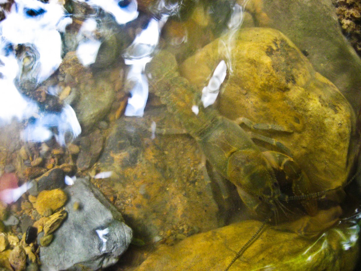 Appalachian Brook Crayfish