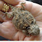 Horny toad (horned lizard)