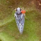 Meenoplid planthopper with mite