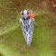 Meenoplid planthopper with mite