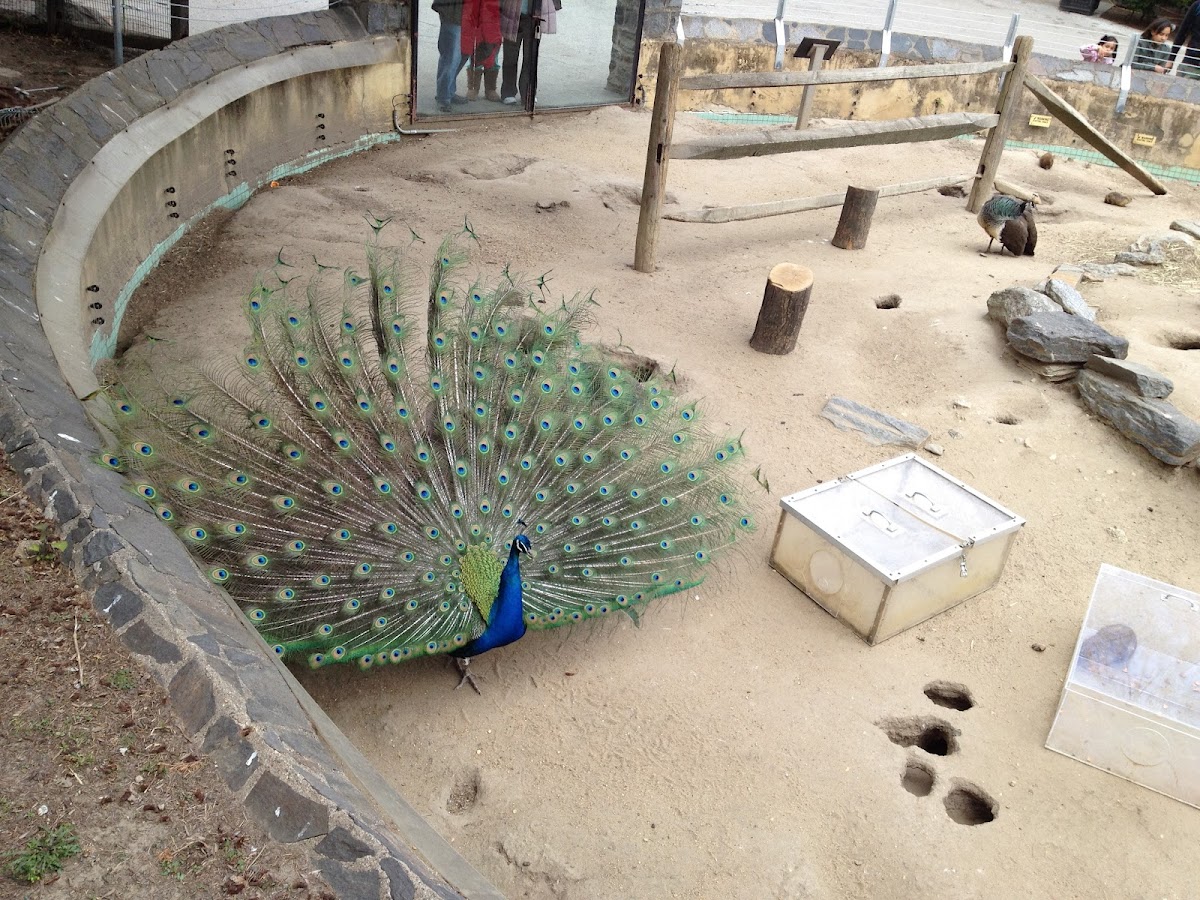 Peafowl / Peacock