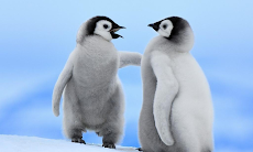 ペンギンの壁紙 Androidアプリ Applion