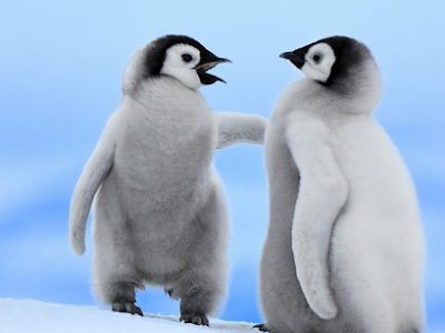 √無料でダウンロード！ ペンギン 壁紙 スマホ 335781-スマホ 壁紙 ペンギン 銃