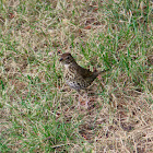 song thrush