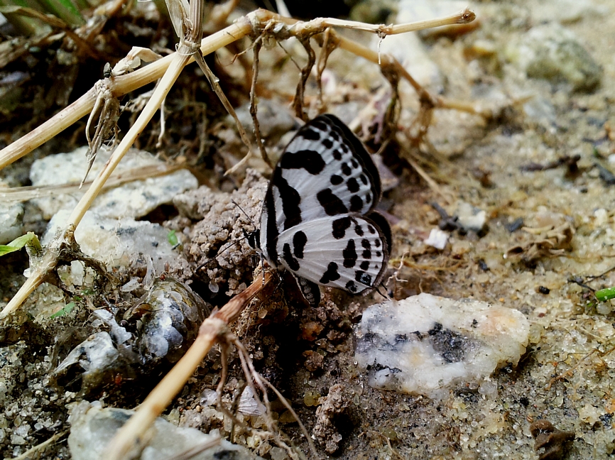 Blue Pierrot