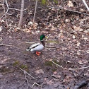 Mallard