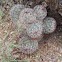 Graham's Nipple Cactus, Pincushion Cactus, Arizona Fishhook