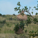 Southern Masked Weaver nests
