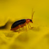 Chrysomelid Leaf Beetle