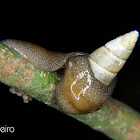 Flat worm eating a snail