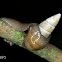 Flat worm eating a snail