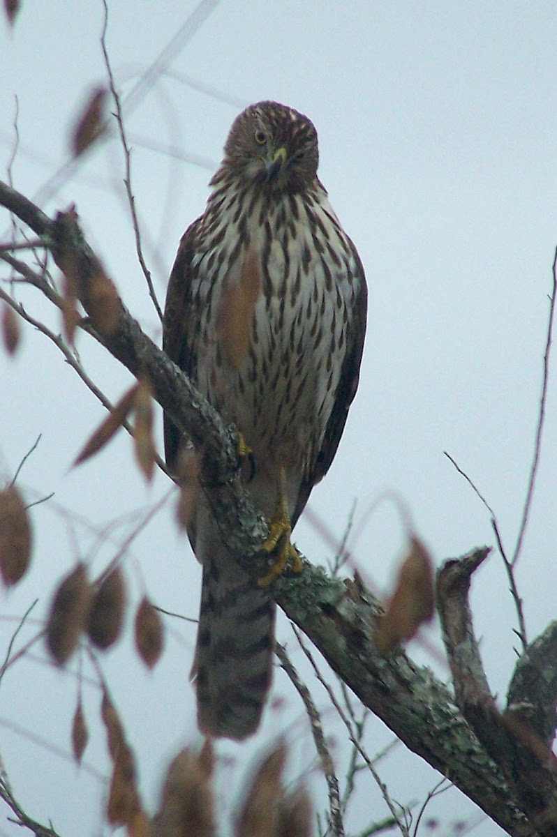 Cooper s Hawk Project Noah
