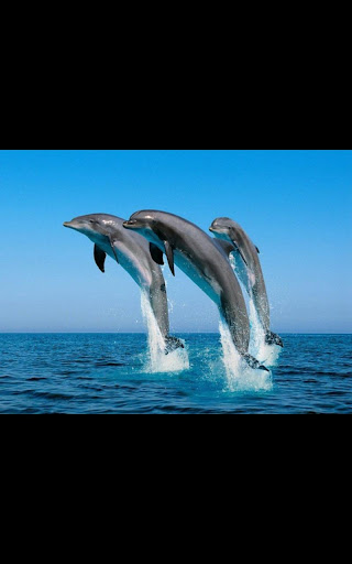 Dolphin Live Wallpaper