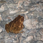 Fowler's Toad