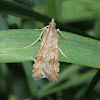 Lucerne Moth - Hodges#5156